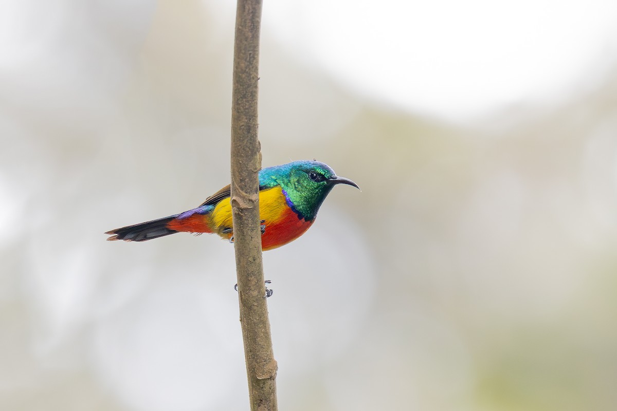 Regal Sunbird - ML644068910