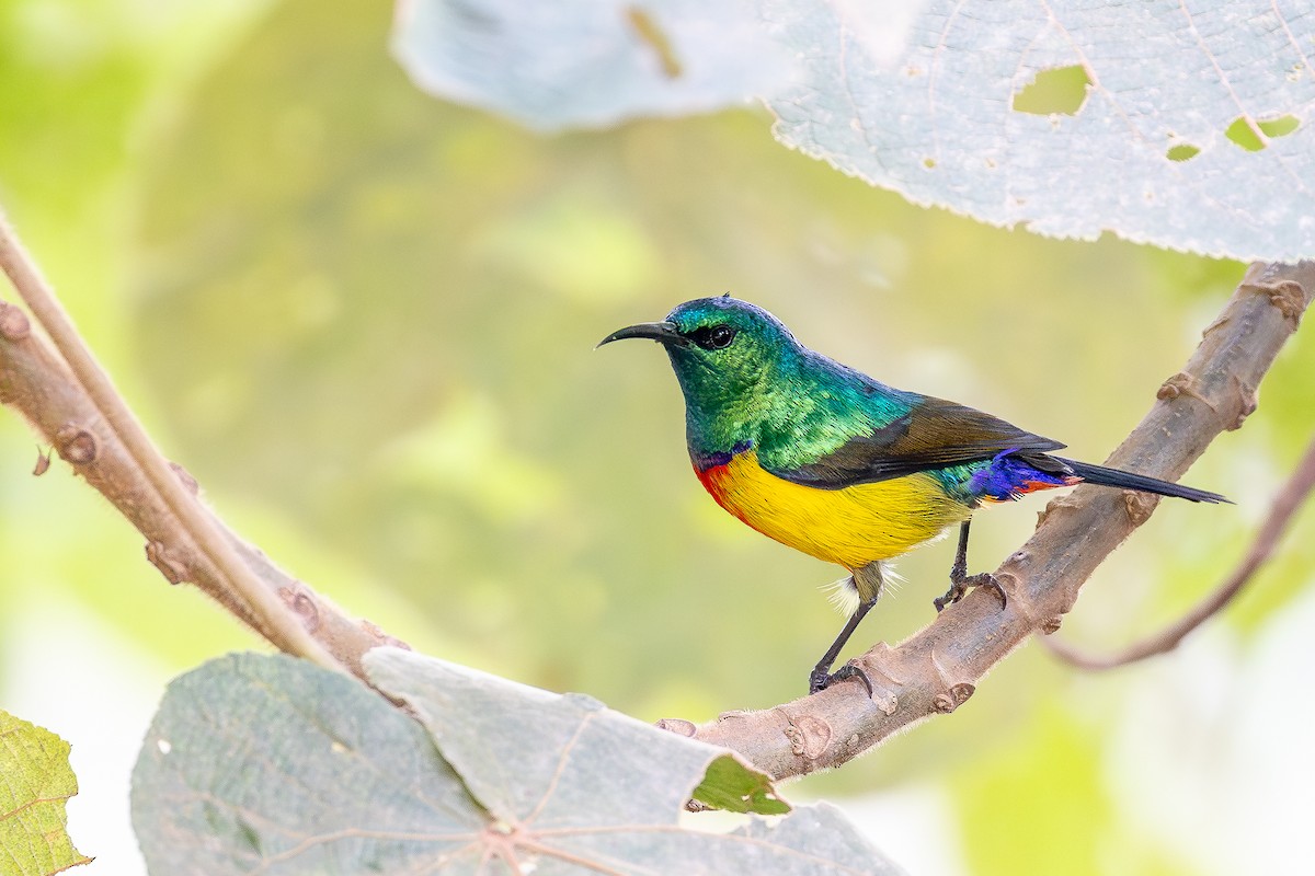 Regal Sunbird - ML644068911