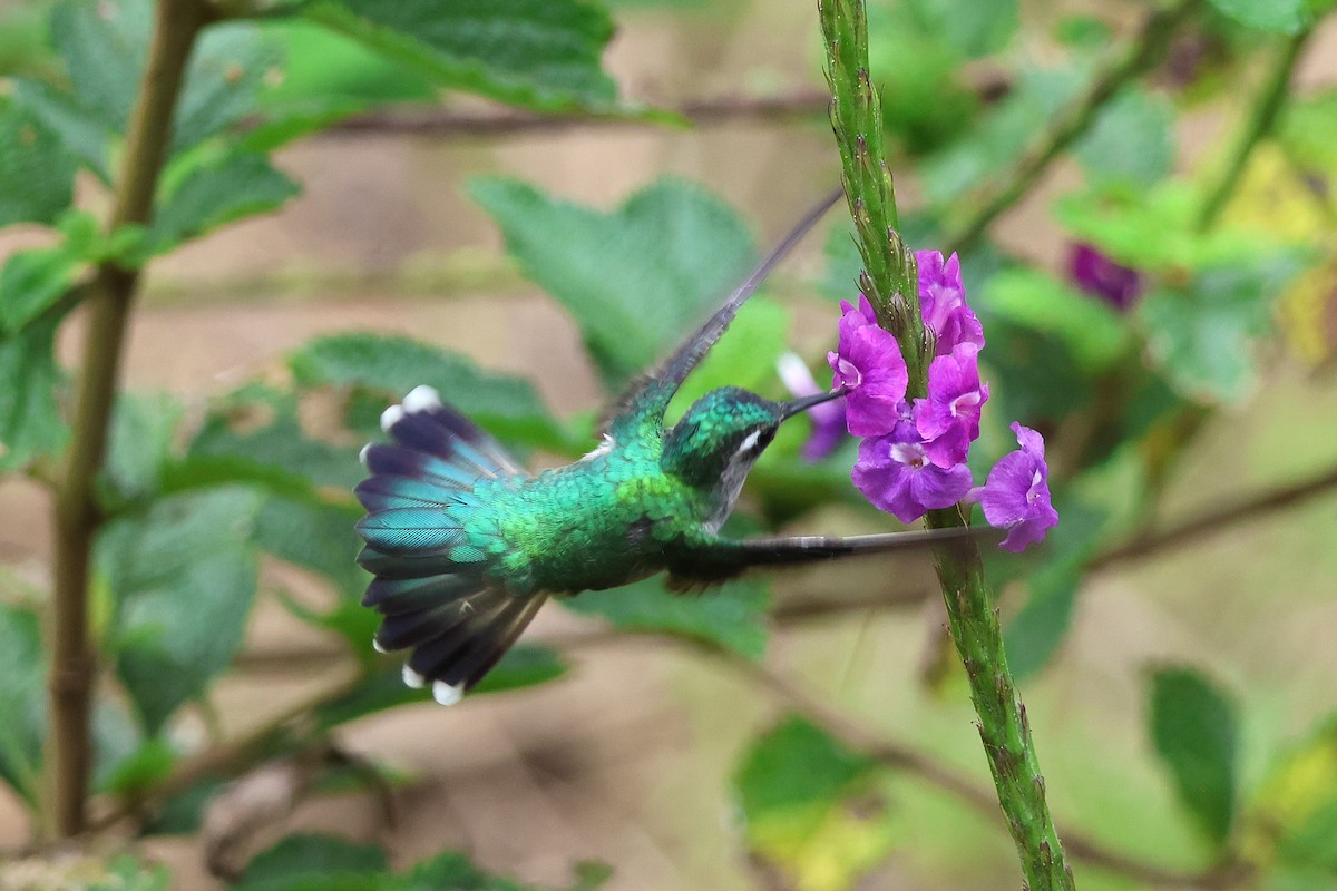 スミレガシラハチドリ - ML644068927