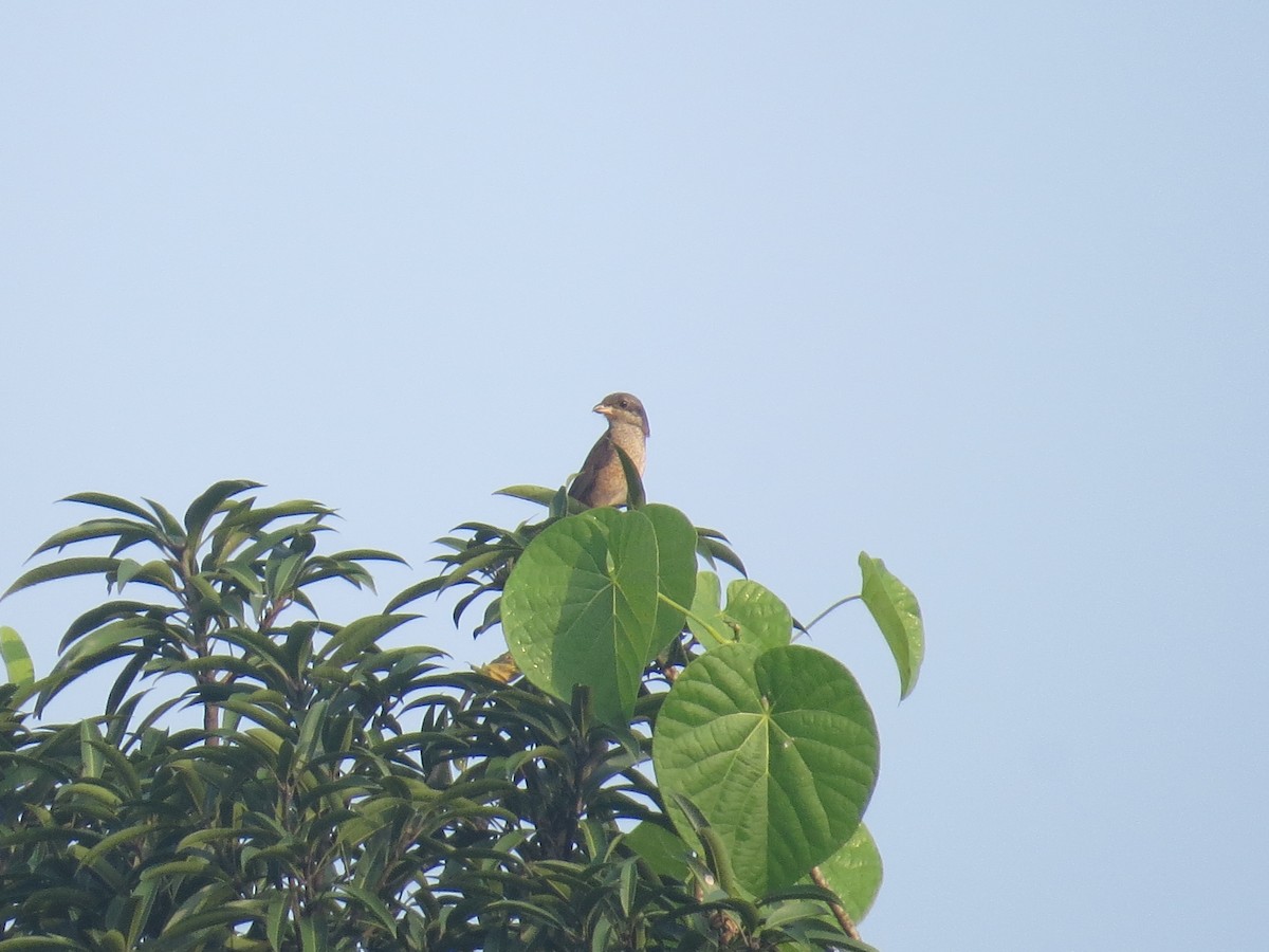 Brown Shrike - ML644068942