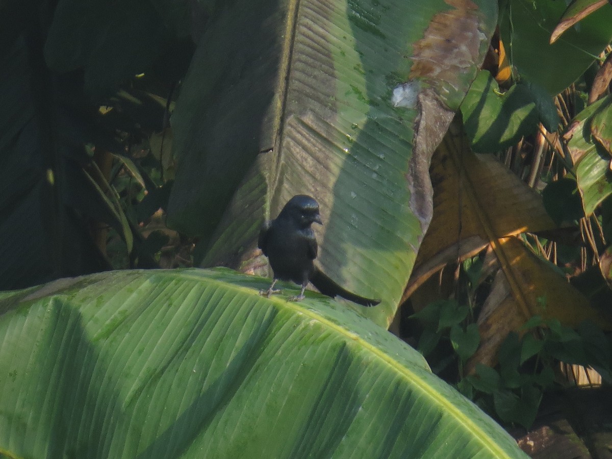 Black Drongo - ML644068945