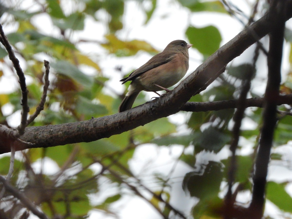 Dark-eyed Junco (Pink-sided) - ML644068946