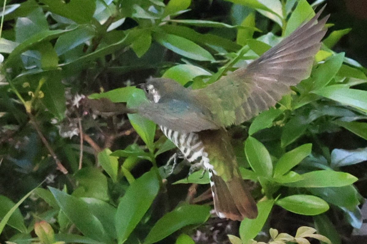 Shining Bronze-Cuckoo - ML644068947