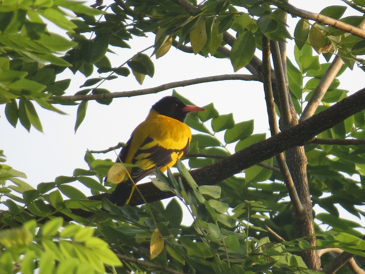 Black-hooded Oriole - ML644068950