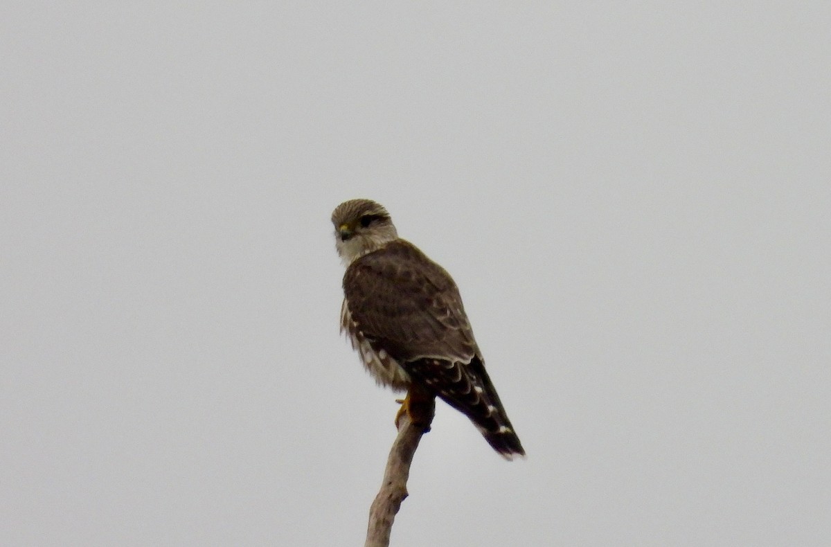 Merlin - ML644068956