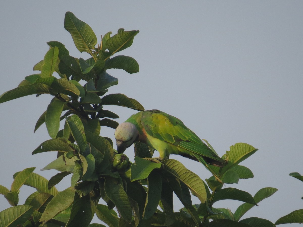 Red-breasted Parakeet - ML644068957