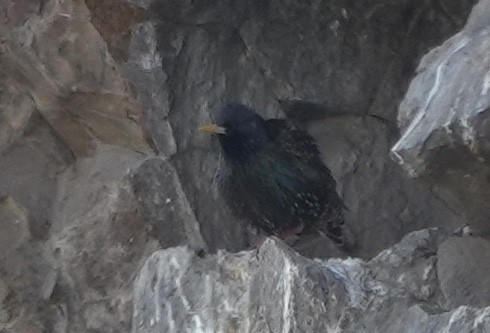 Storno - ML644068959