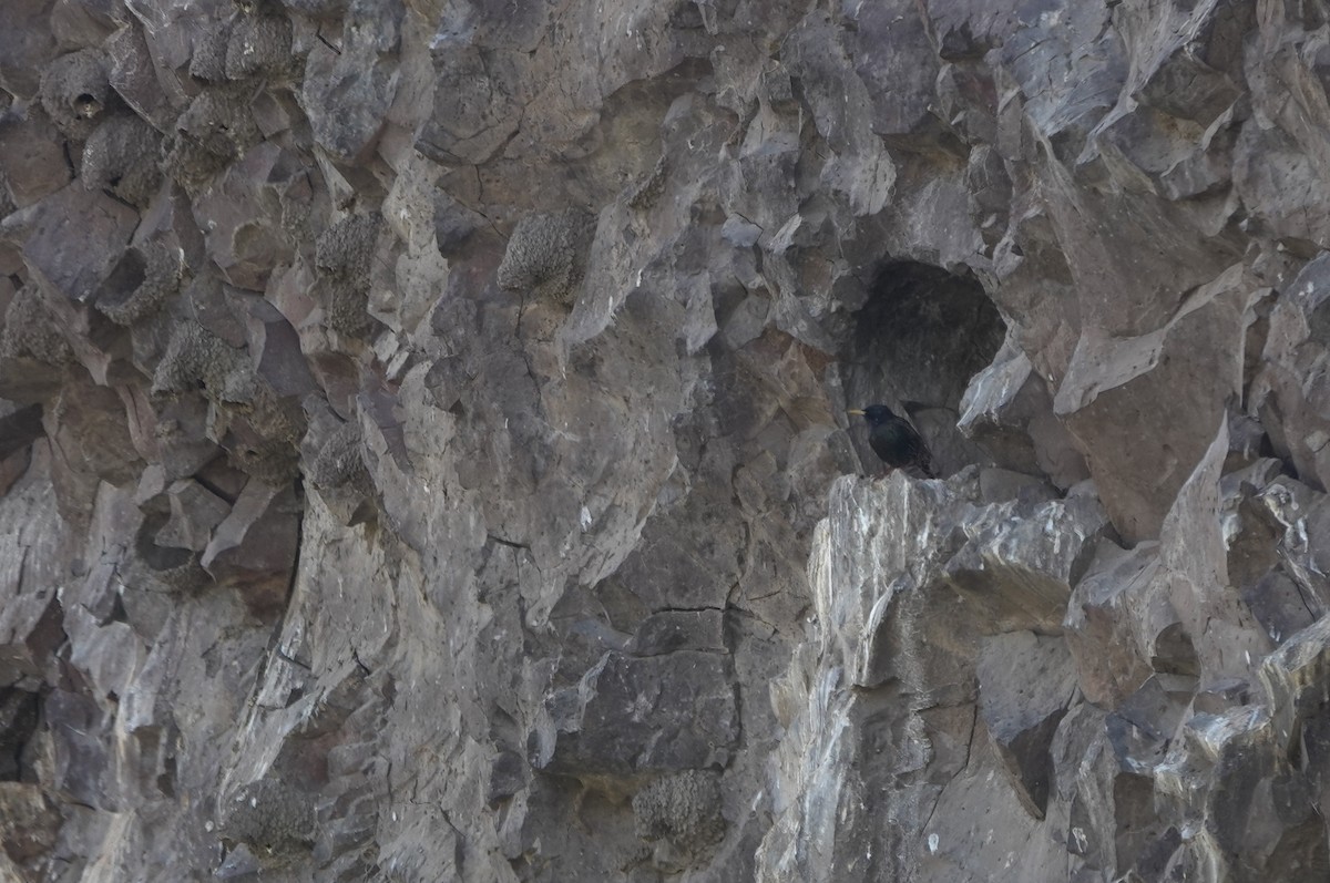 Storno - ML644068960