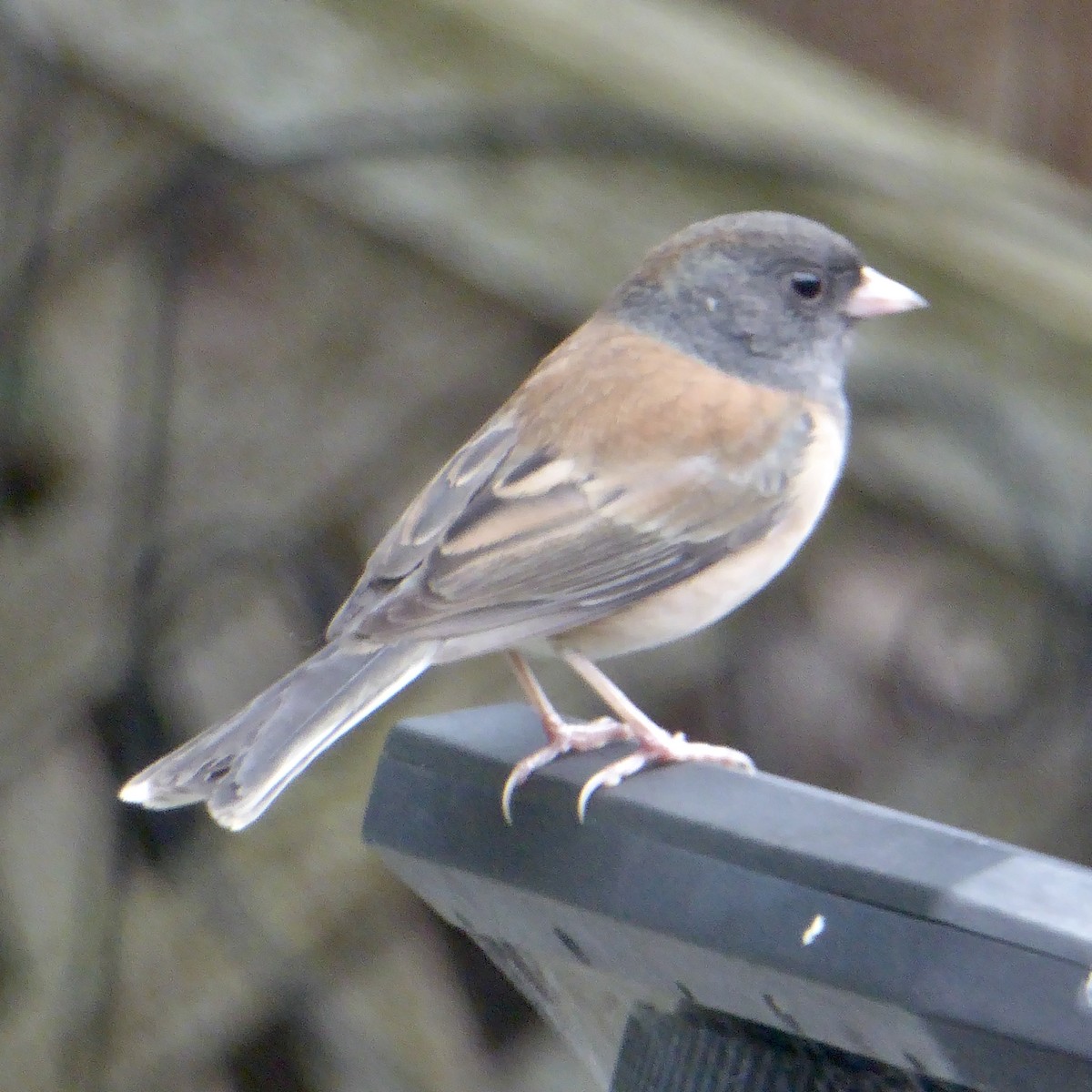 Dark-eyed Junco - ML644068962