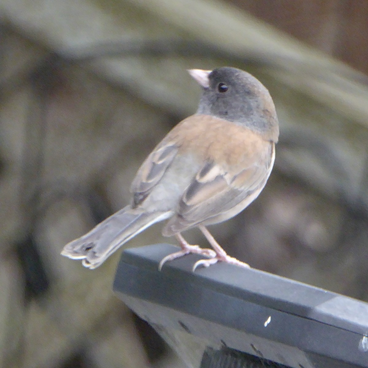 Dark-eyed Junco - ML644068963