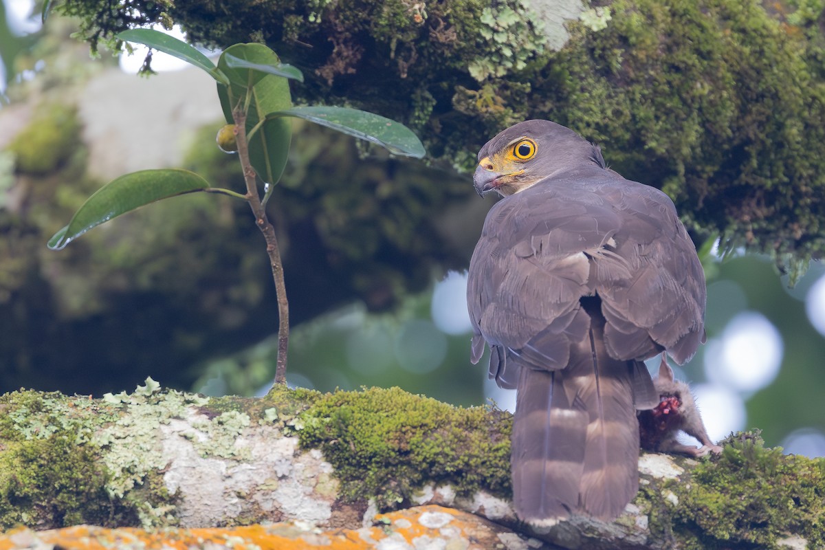 African Goshawk (Eastern) - ML644068970