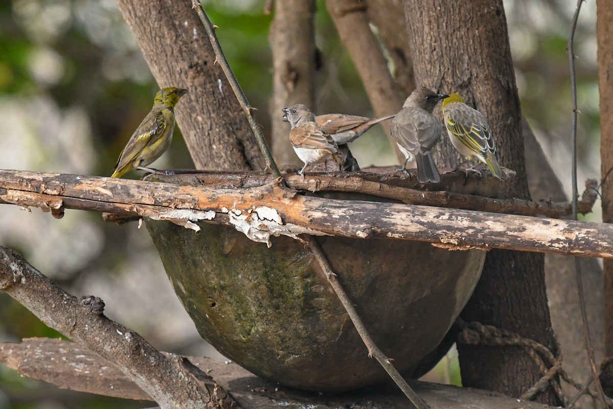 Northern Gray-headed Sparrow - ML644068971