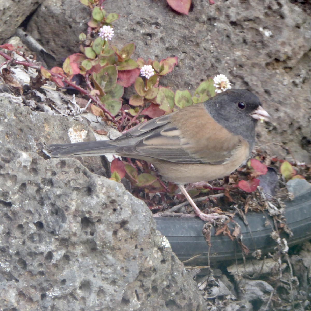 Dark-eyed Junco - ML644068972