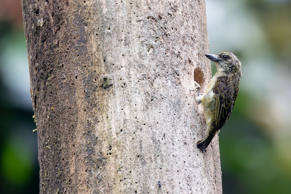Speckled Tinkerbird - ML644068973