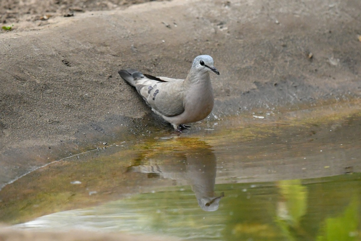 Black-billed Wood-Dove - ML644068976