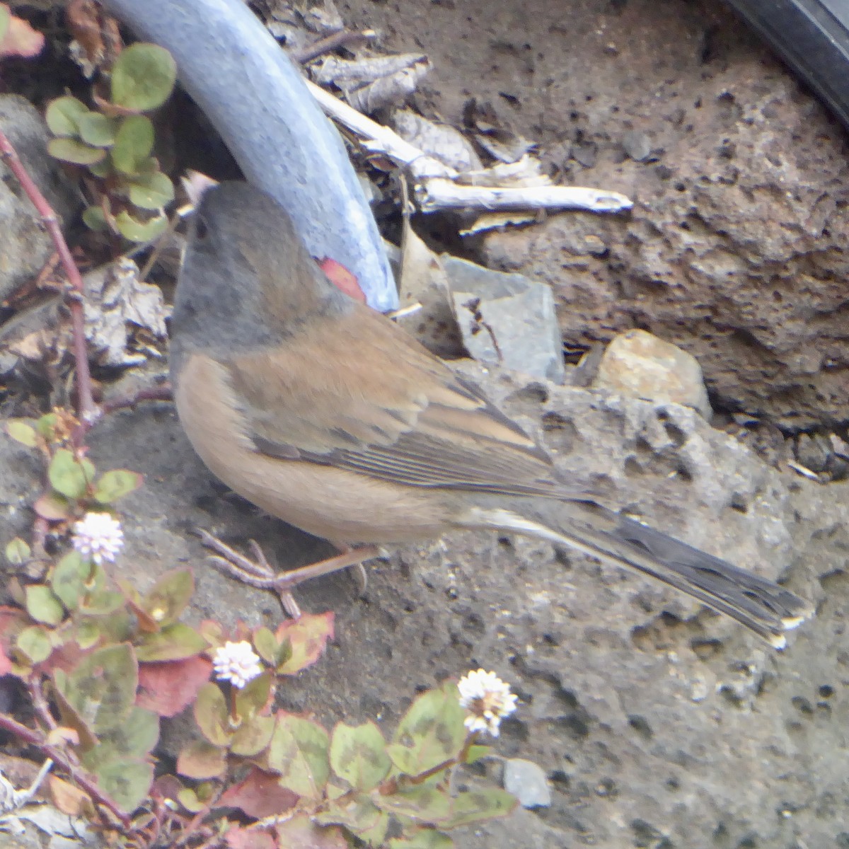 Dark-eyed Junco - ML644068980