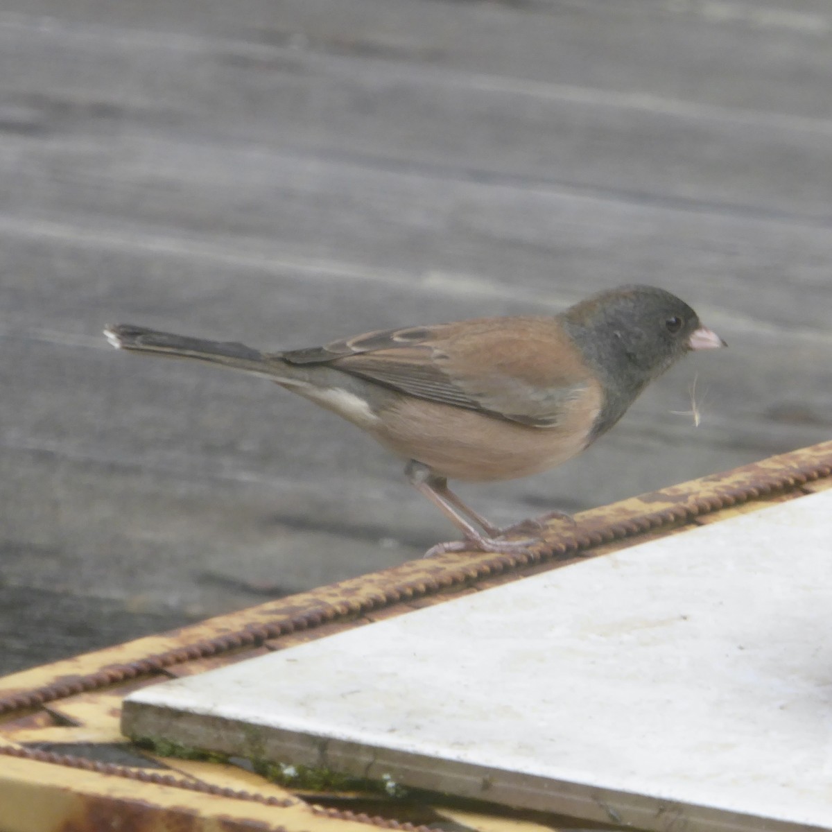 Dark-eyed Junco - ML644068984