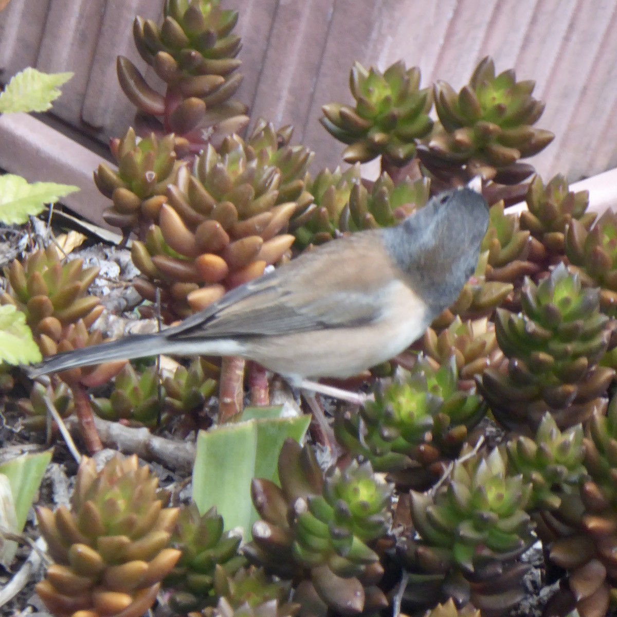 Dark-eyed Junco - ML644068986