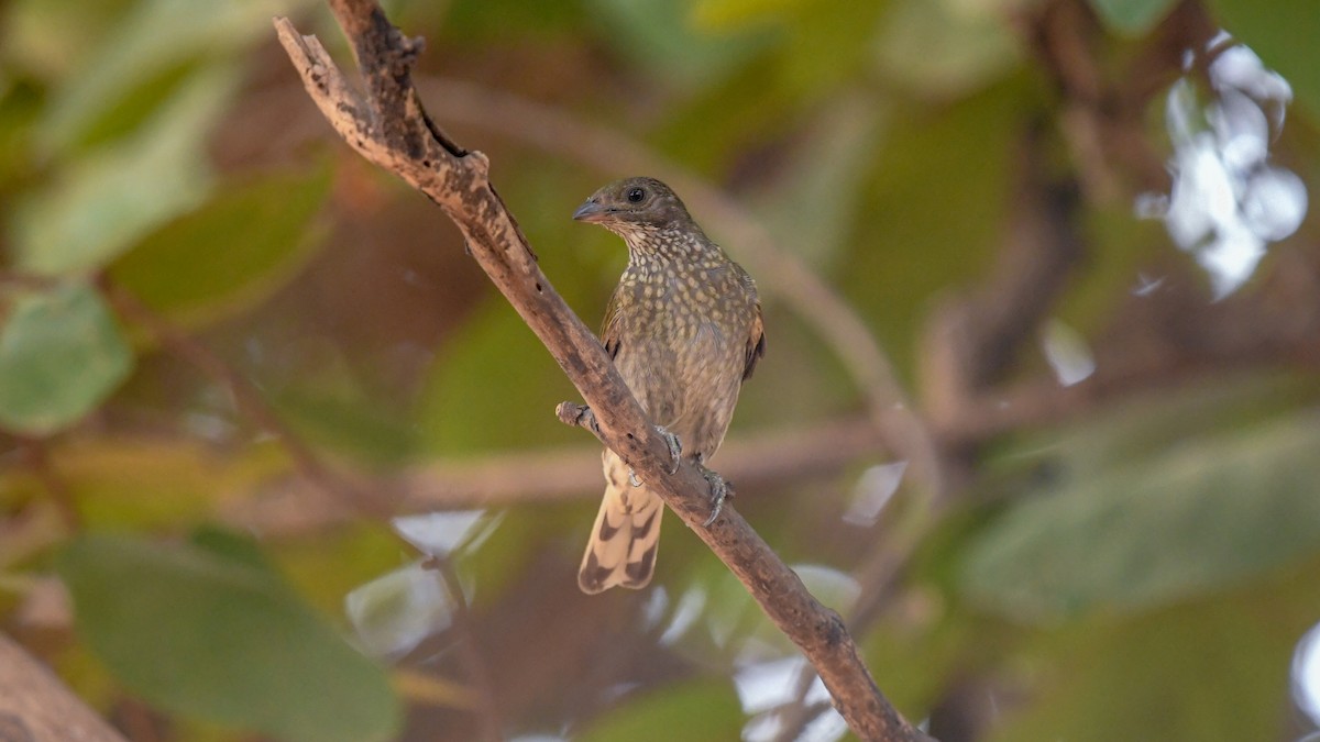 Spotted Honeyguide - ML644068990