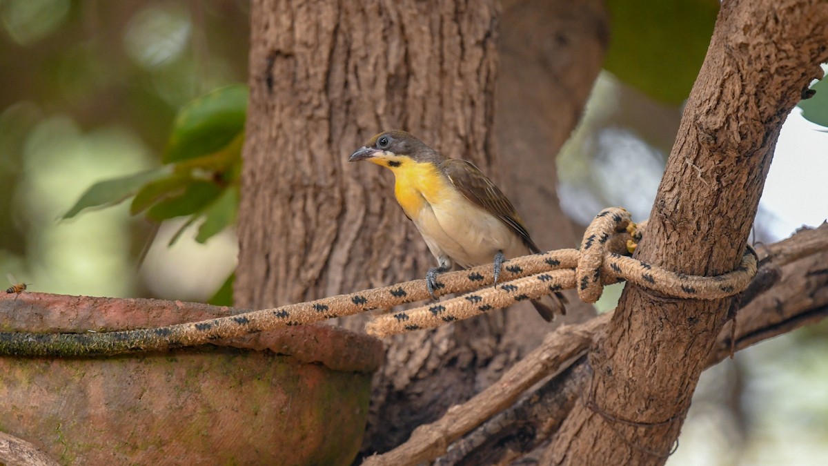 Grand Indicateur - ML644068996