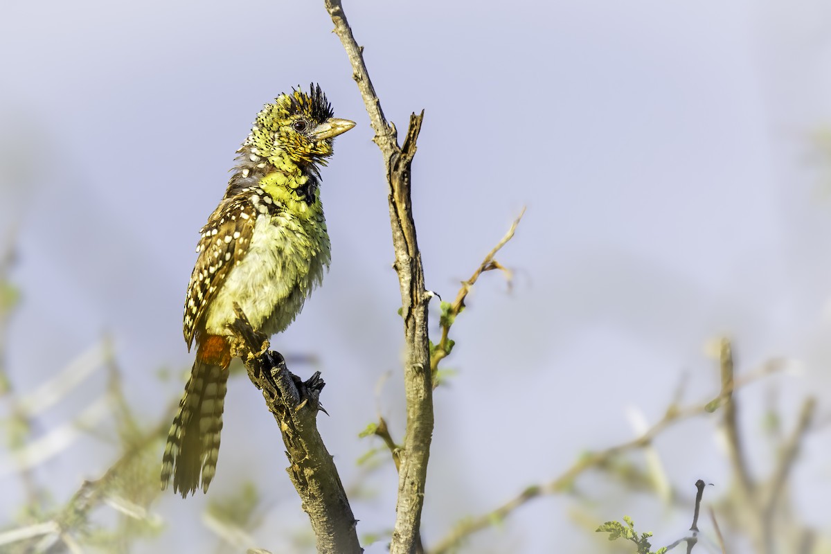 småperleskjeggfugl - ML644068997