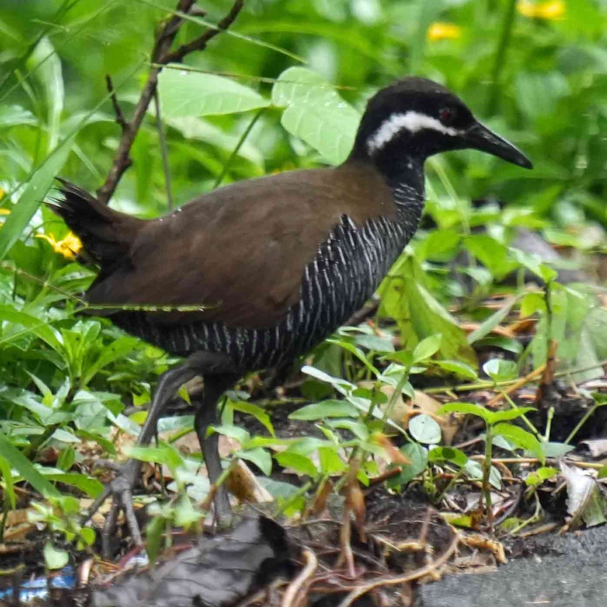 Barred Rail - ML644069003