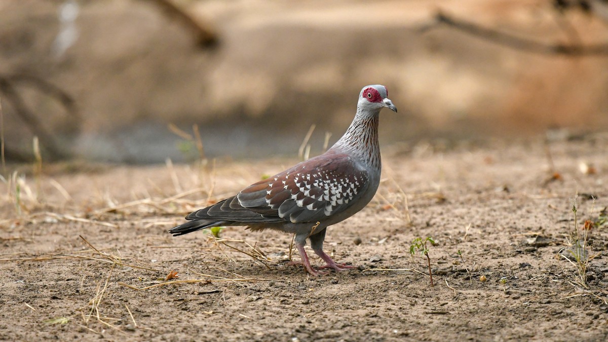 Speckled Pigeon - ML644069004