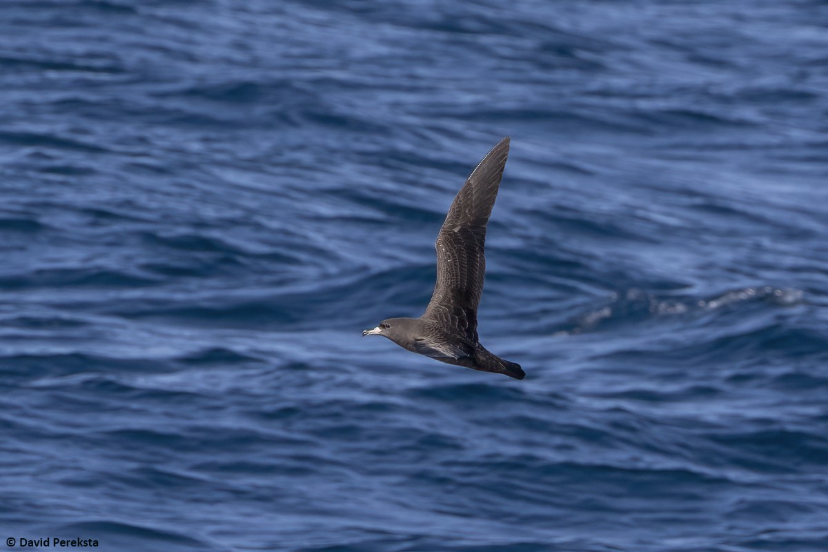 Flesh-footed Shearwater - ML644069011