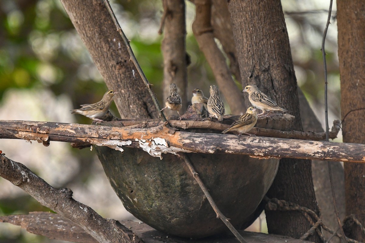 Northern Red Bishop - ML644069018