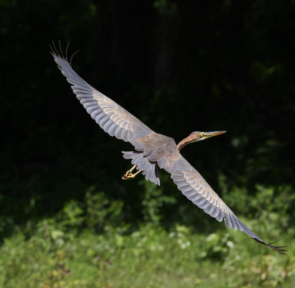 Purple Heron (Purple) - ML644069021