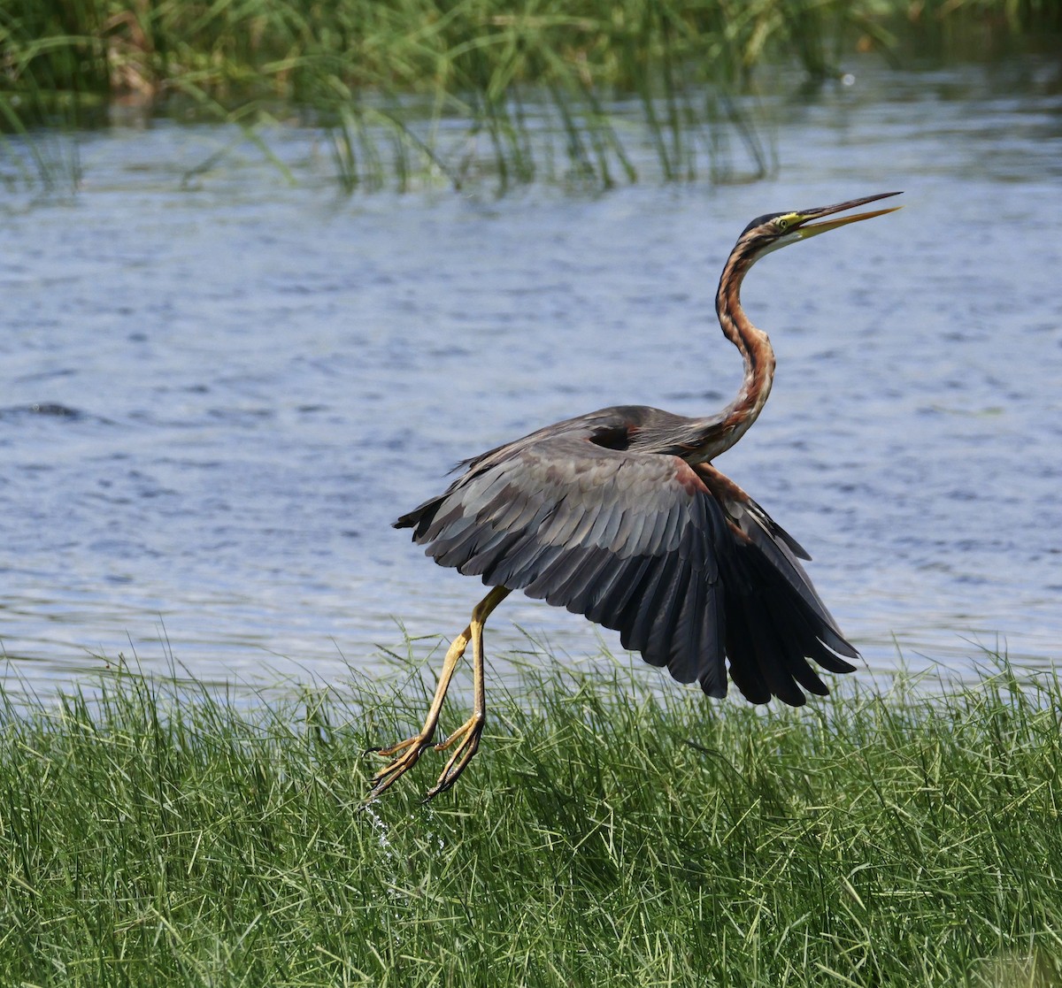 Purple Heron (Purple) - ML644069022