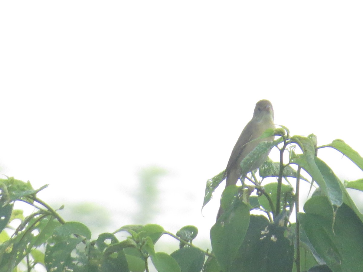 Thick-billed Warbler - ML644069024