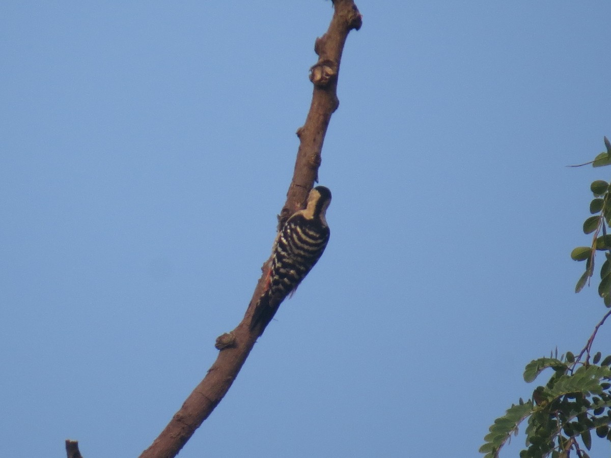 okerbrystspett - ML644069026