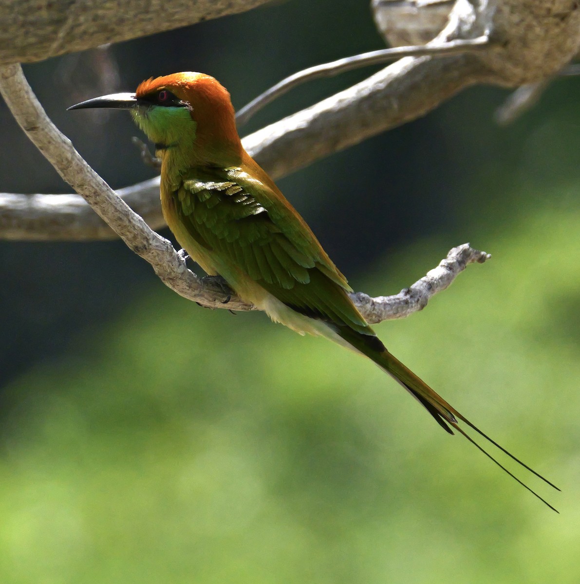 Asian Green Bee-eater - ML644069027