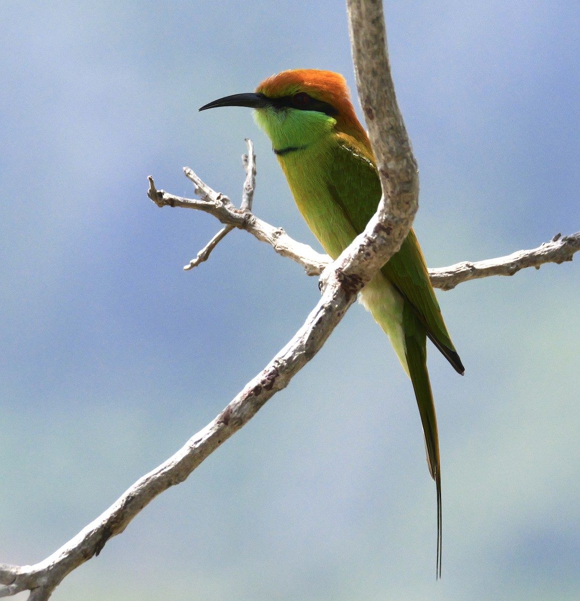 Asian Green Bee-eater - ML644069028