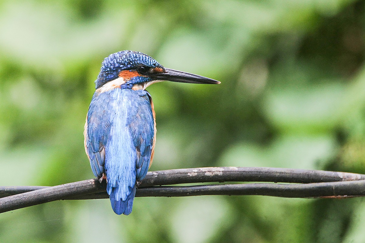 Common Kingfisher - ML644069030