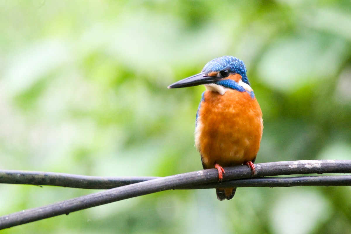 Common Kingfisher - ML644069031
