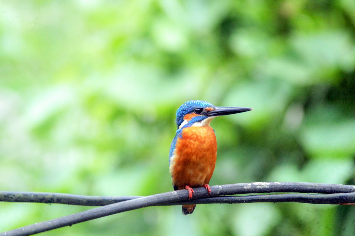 Common Kingfisher - ML644069032