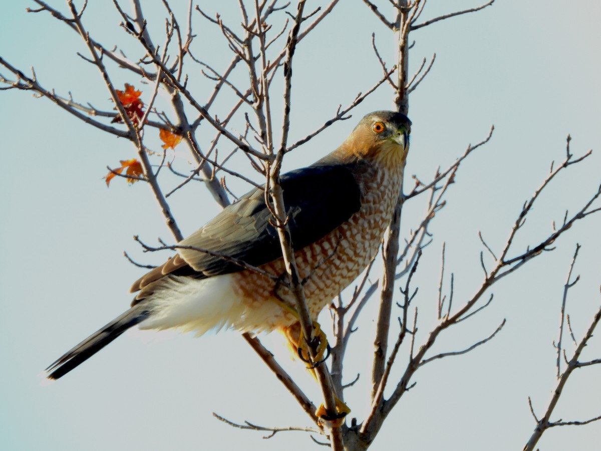 Cooper's Hawk - ML644069034
