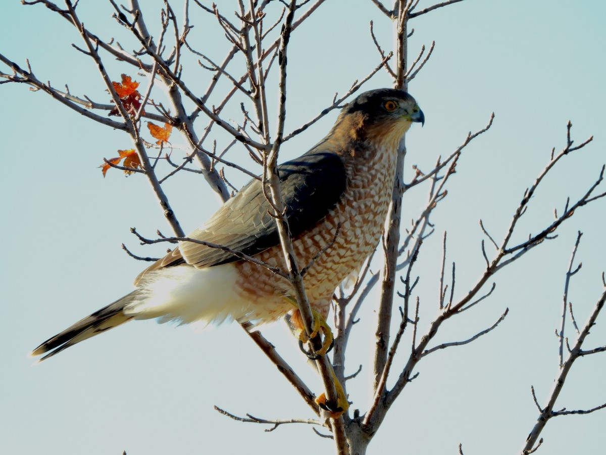 Cooper's Hawk - ML644069035