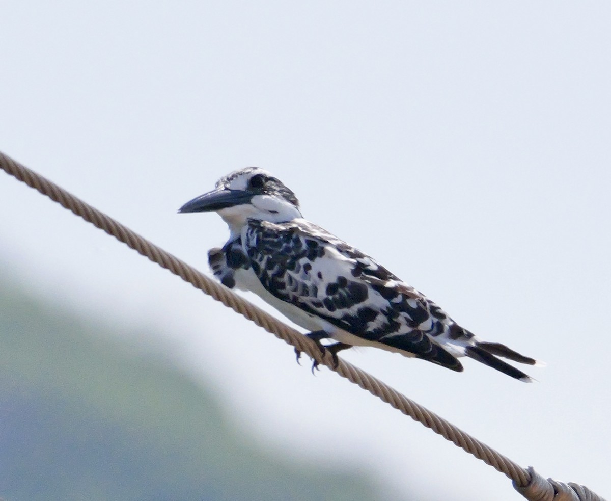 Pied Kingfisher - ML644069039