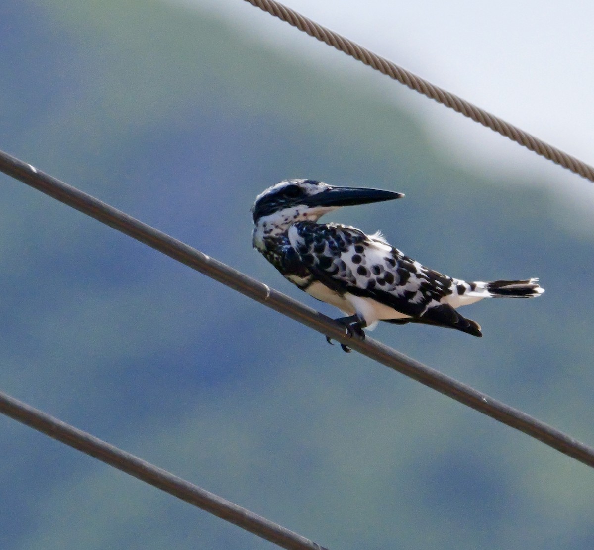 Pied Kingfisher - ML644069040