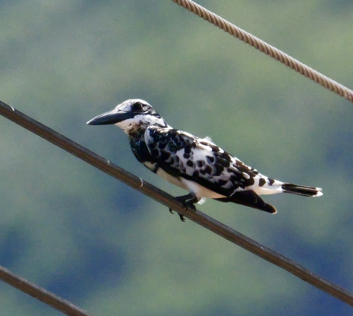 Pied Kingfisher - ML644069041