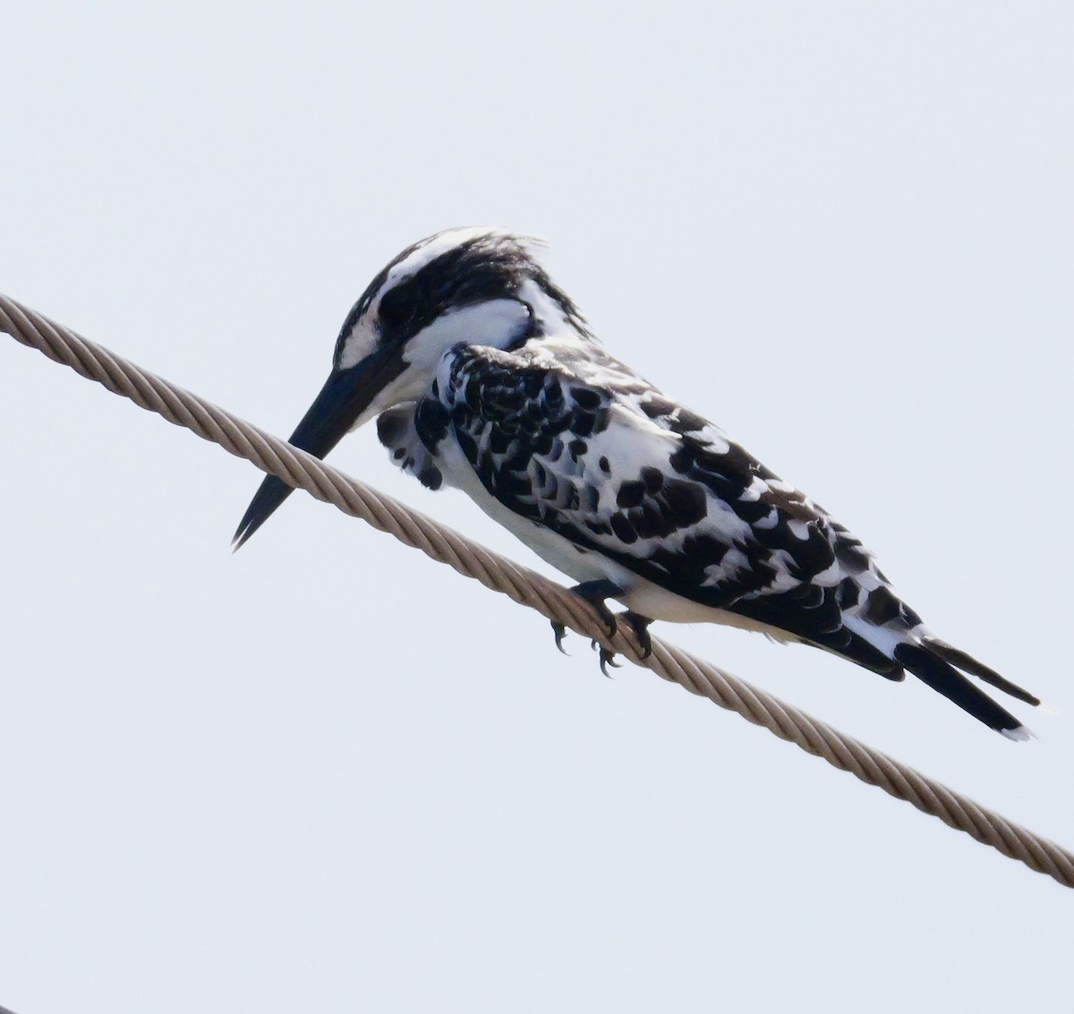 Pied Kingfisher - ML644069042