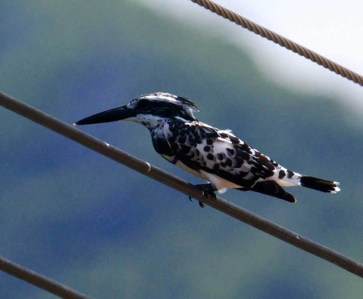 Pied Kingfisher - ML644069043