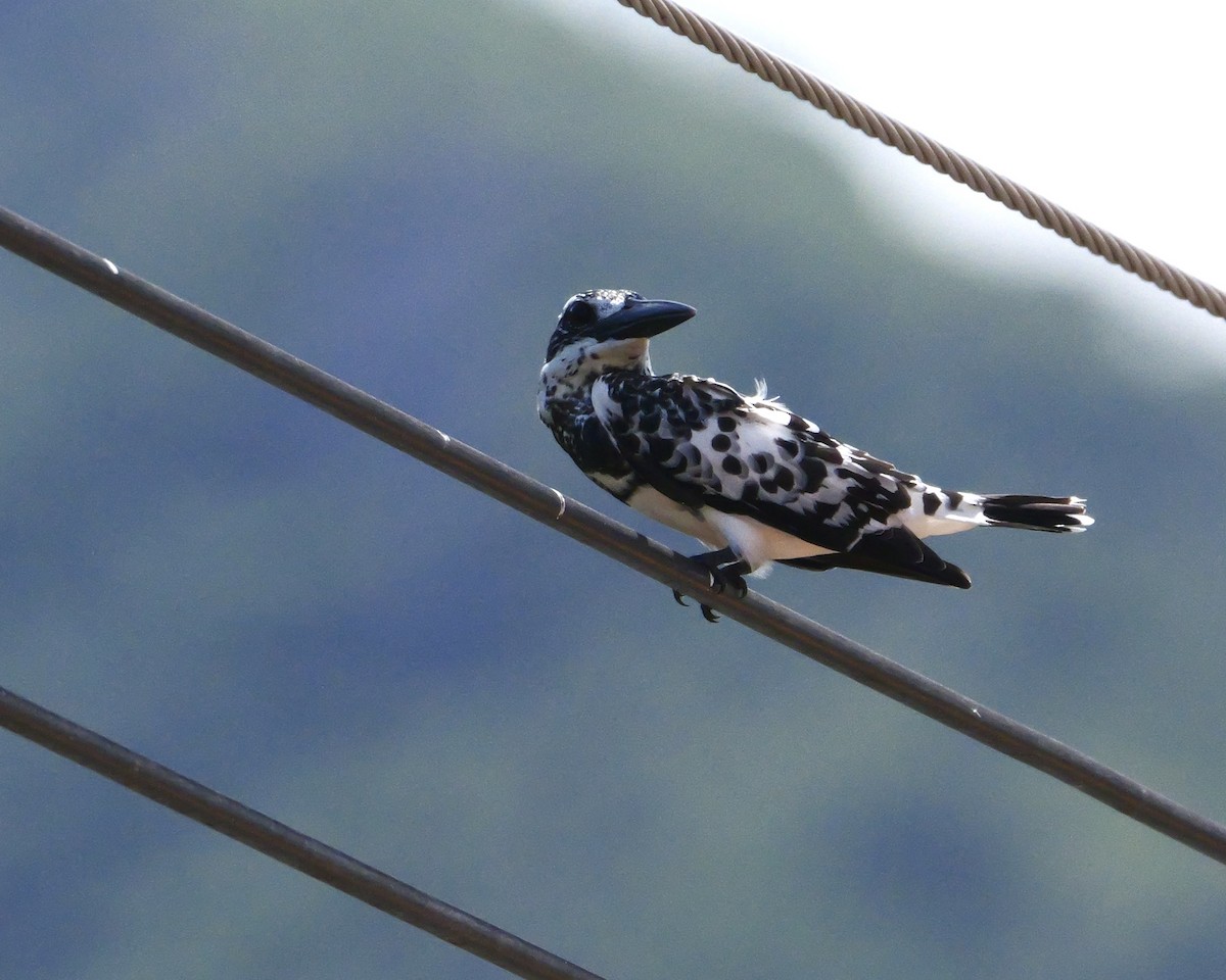 Pied Kingfisher - ML644069044