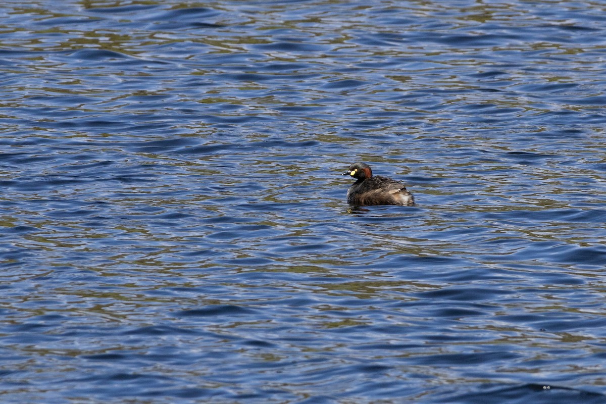 Australasian Grebe - ML644069046