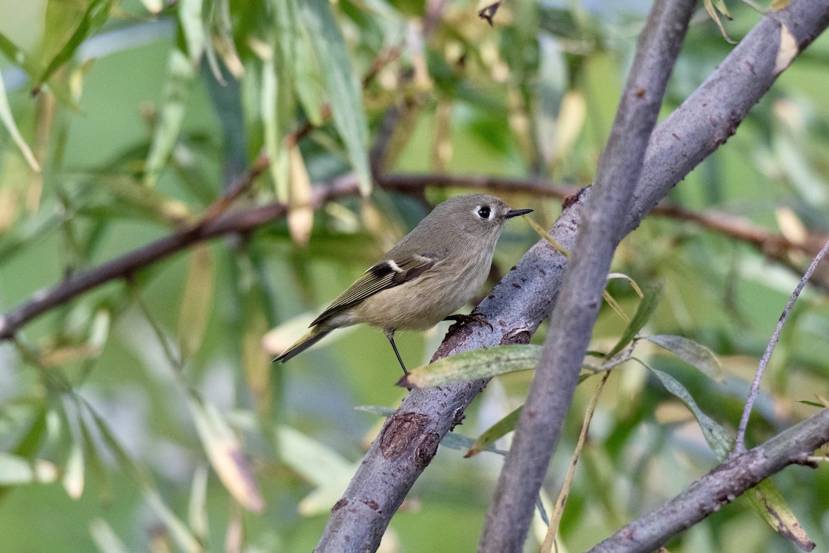 Ruby-crowned Kinglet - ML644069047