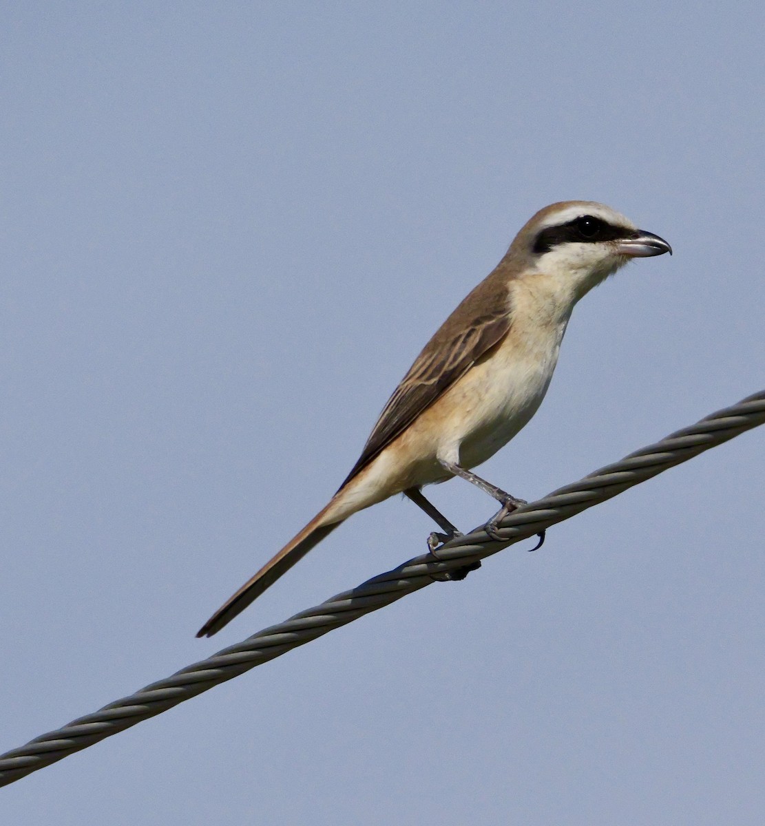Brown Shrike (Brown) - ML644069053