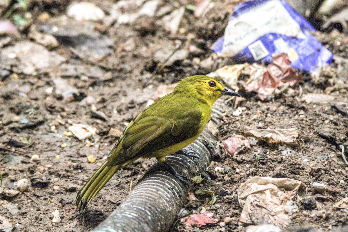 Yellow-browed Bulbul - ML644069055